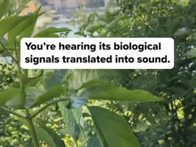 The Plant Wave